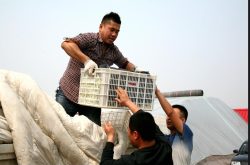 诸城市石桥子镇蔬菜走进潍坊中百大厨房