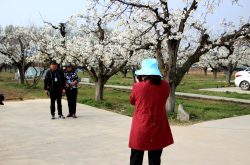金乡县鱼山街道第二届梨花节盛大开幕
