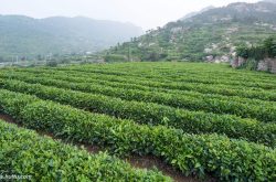 在传承与创新中升级产业链 崂山茶的“古法”与“新技”