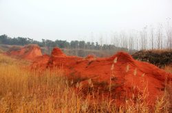 世界奇观“昙花一现” 地方人大“紧急提案”