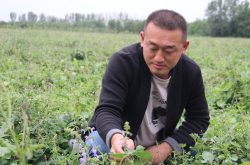 阳信：600亩丹参基地成为乡村振兴的样板园