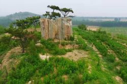 宁阳县堽城镇：栽下经济林，孕育致富果