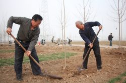 植树添绿正当时  堽城镇吹响植树造林集结号