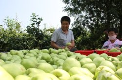 滨州市阳信县早熟梨新鲜上市