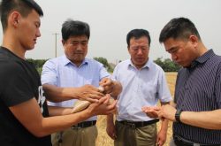 阳信：请博士传授小麦高效种植技术助力乡村振兴