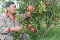 山东淄川：天然富硒资源让“土疙瘩”变“金招牌”