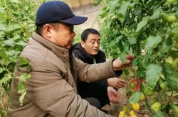 阳信：温店镇被评为山东省级农业产业强镇