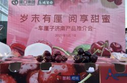 “岁末有厘 阅享甜蜜”  车厘子济南产品推介会举行