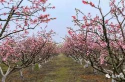 赏桃花品美食！临沭县店头镇 第三届桃花节将于4月3日-5日举行