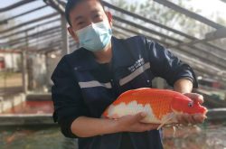 阳信：200万条小金鱼“游”出致富路