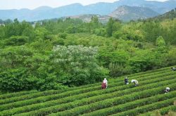数智引领云上茶园，5G春风送来满溢茶香