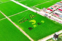 漫步黄河岸边 感受生态之美——槐荫西部近郊成为市民周末“微度假”新选择