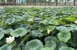 沿黄风物入城来——走进“槐荫四宝”，解锁舌尖密码