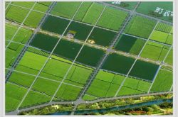 金乡县鱼山街道：加快新旧动能转换 激发金乡大蒜品牌新活力